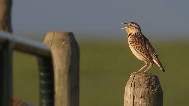 Western Meadowlark