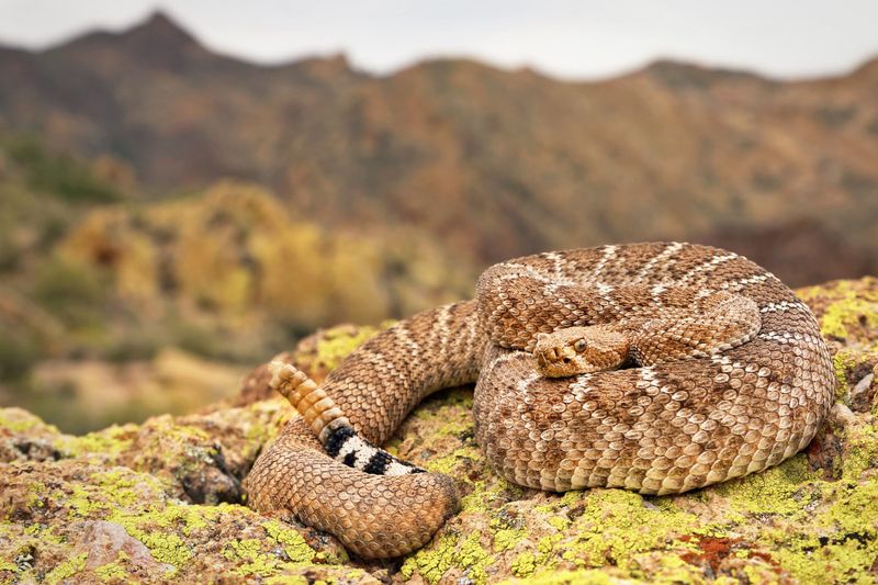 Western Rattlesnake