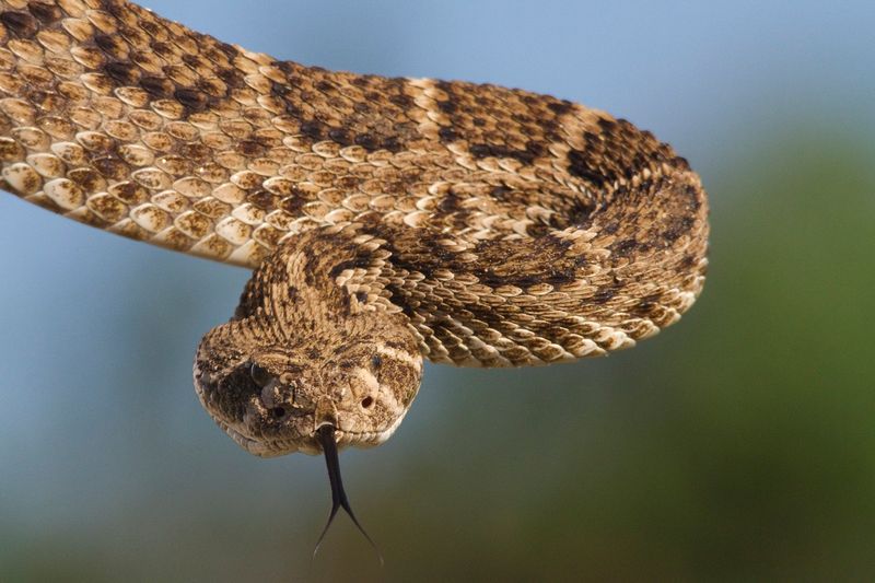 Western Rattlesnake