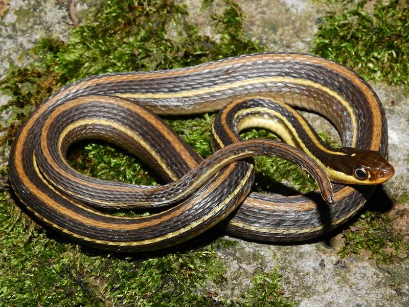 Western Ribbon Snake