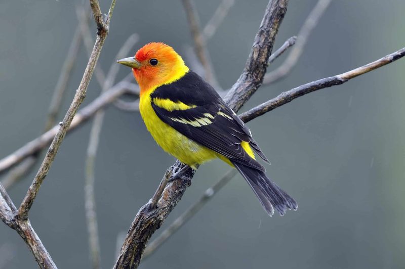 Western Tanager