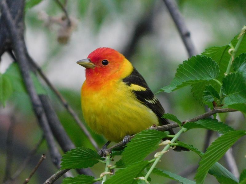 Western Tanager