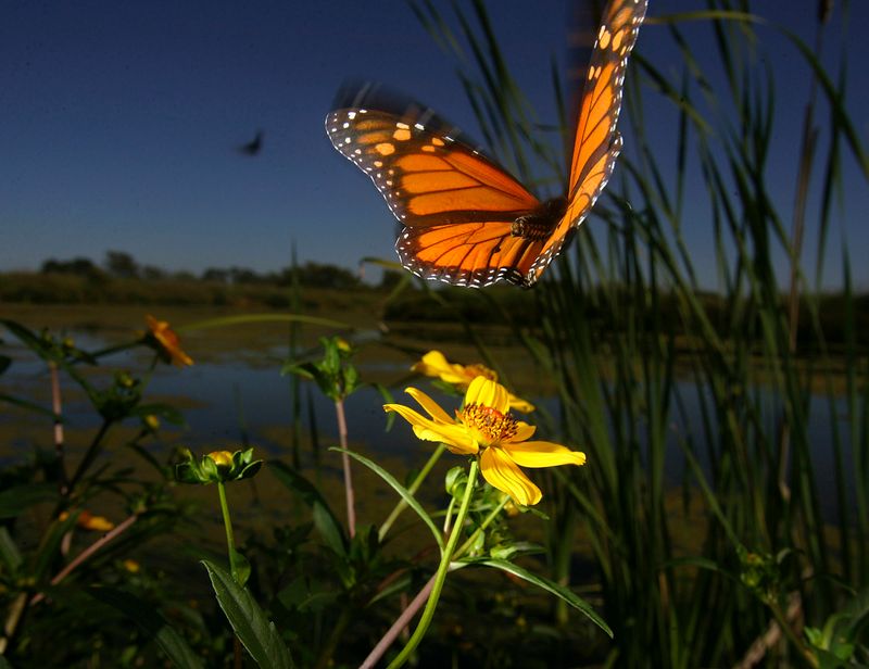 Wetland Butterflies