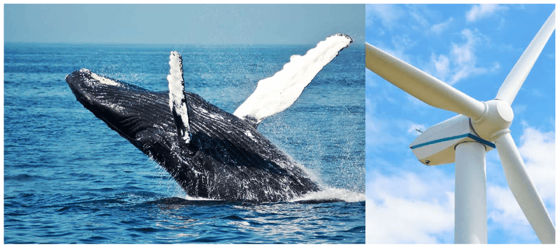 Whale Fin-Inspired Wind Turbines