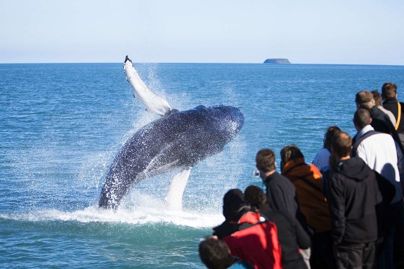 Whale Watching in Iceland