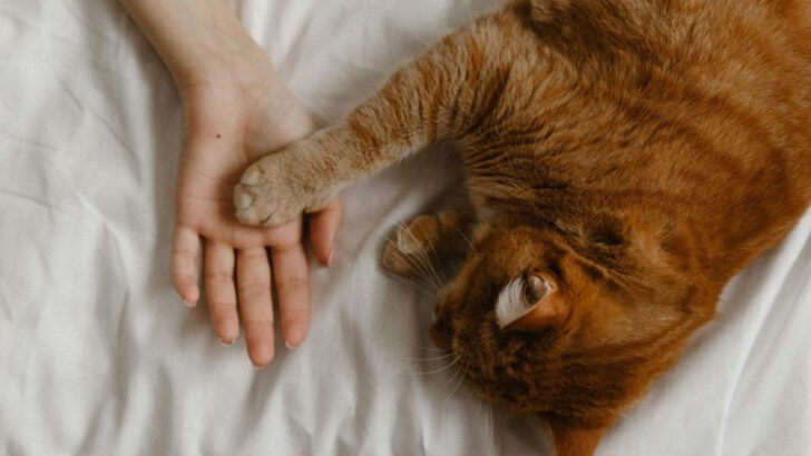 When to Put a Cat Down: 13 Signs a Cat is Dying