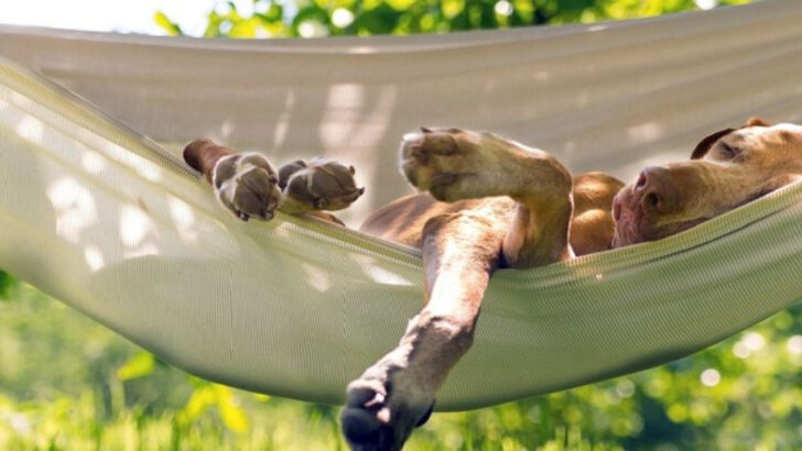 Where Do Outdoor Dogs Sleep? 17 Cozy and Unusual Spots They Love