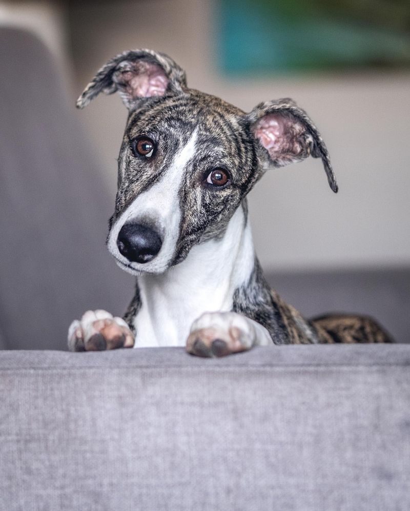 Whippet