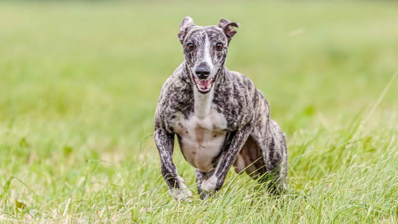 Whippet