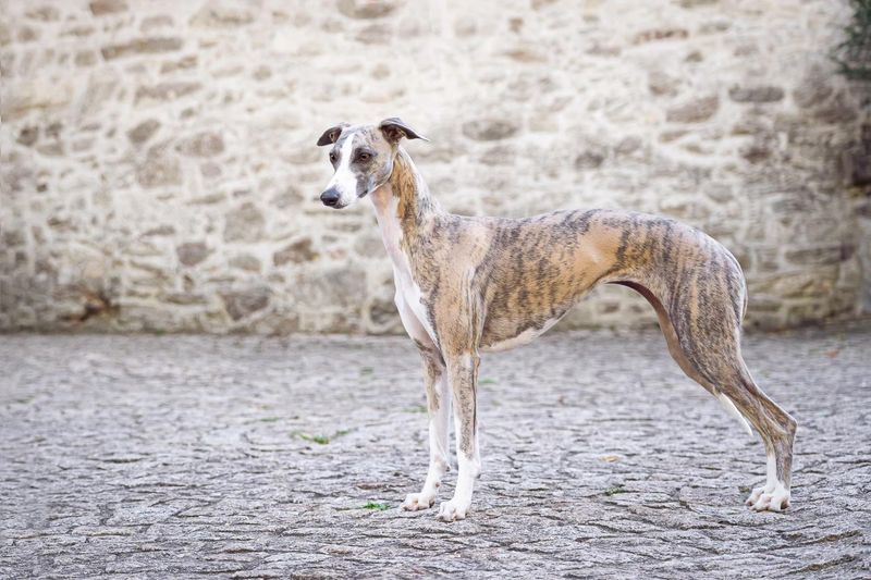 Whippet