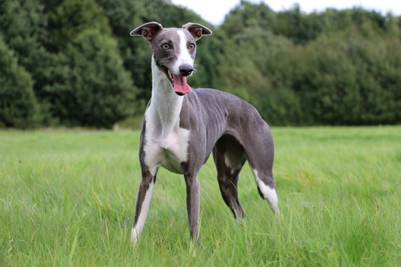 Whippet