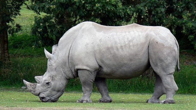 White Rhinoceros