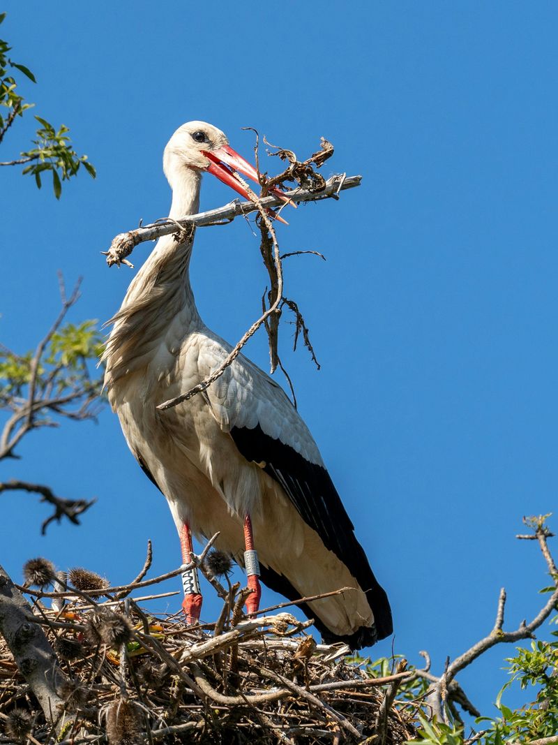 White Stork