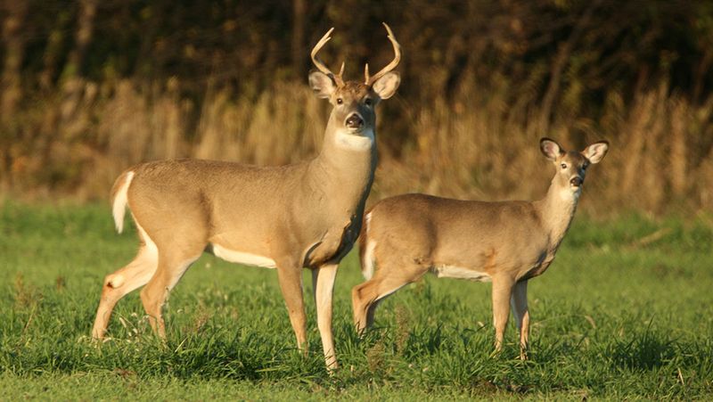 White-Tailed Deer