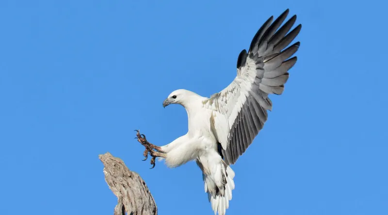 White-bellied Sea Eagle