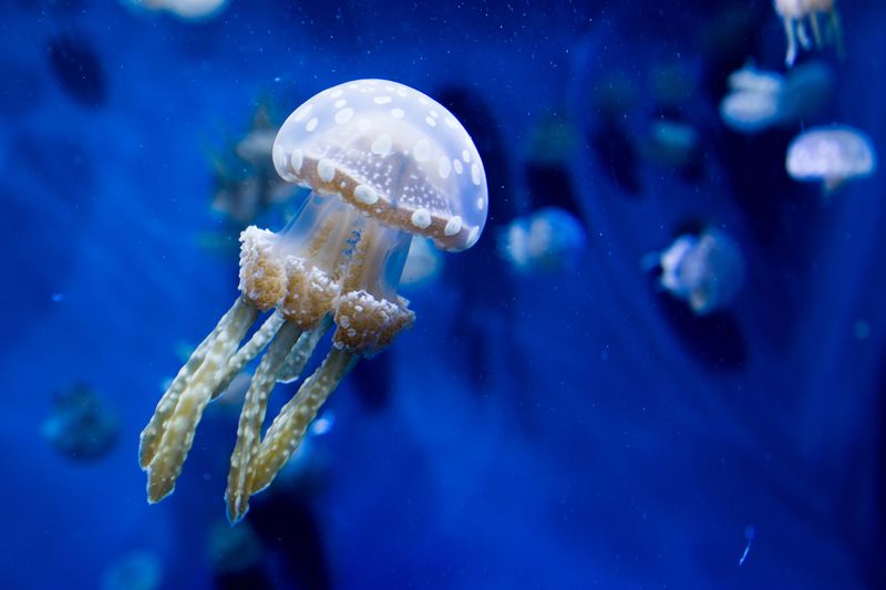 White-spotted Jellyfish