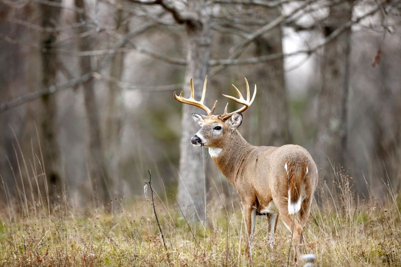 White-tailed Deer