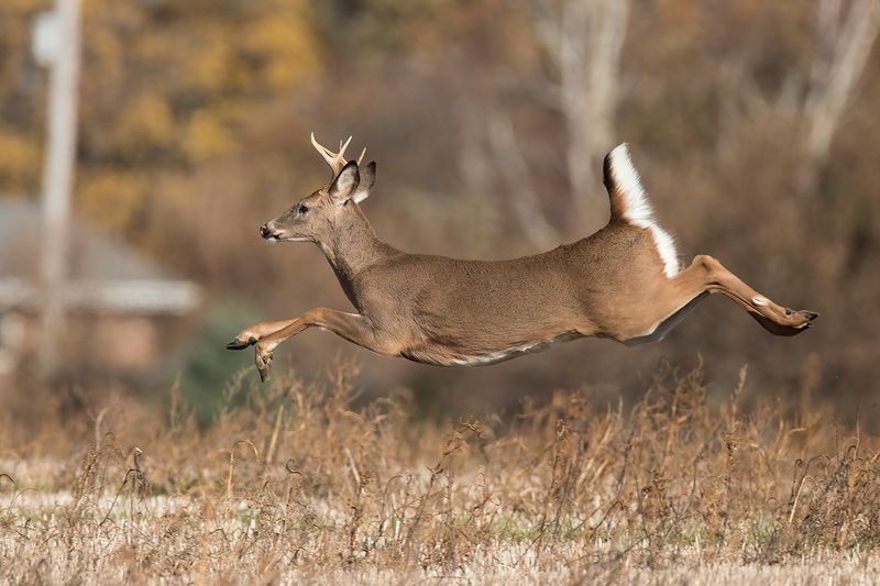 White-tailed Deer