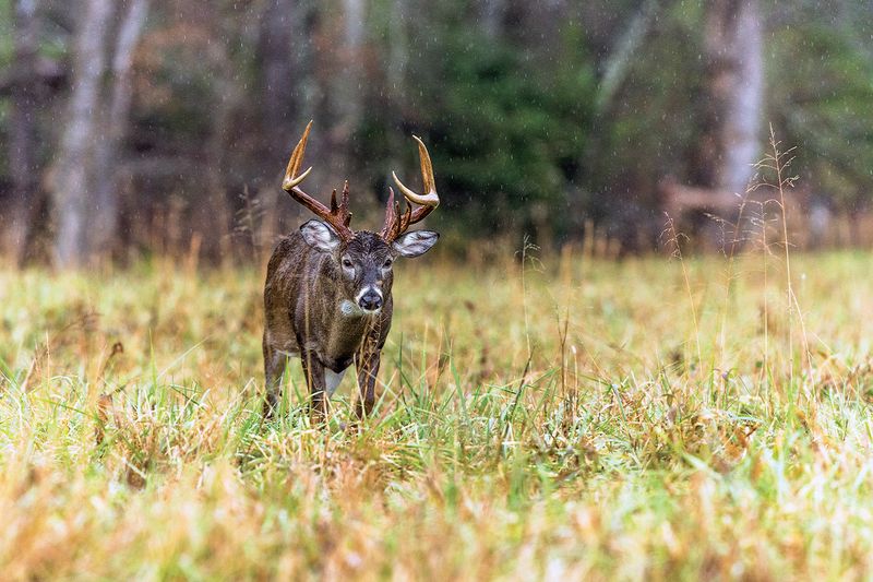 White-tailed Deer