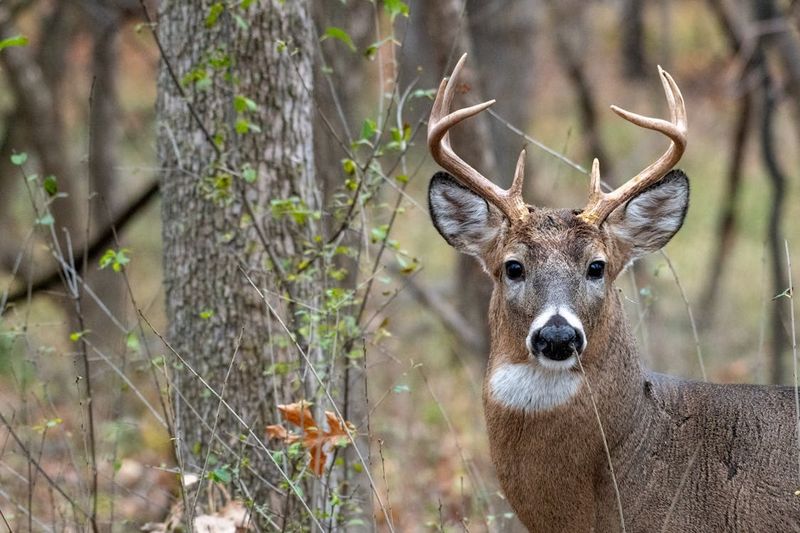 White-tailed Deer