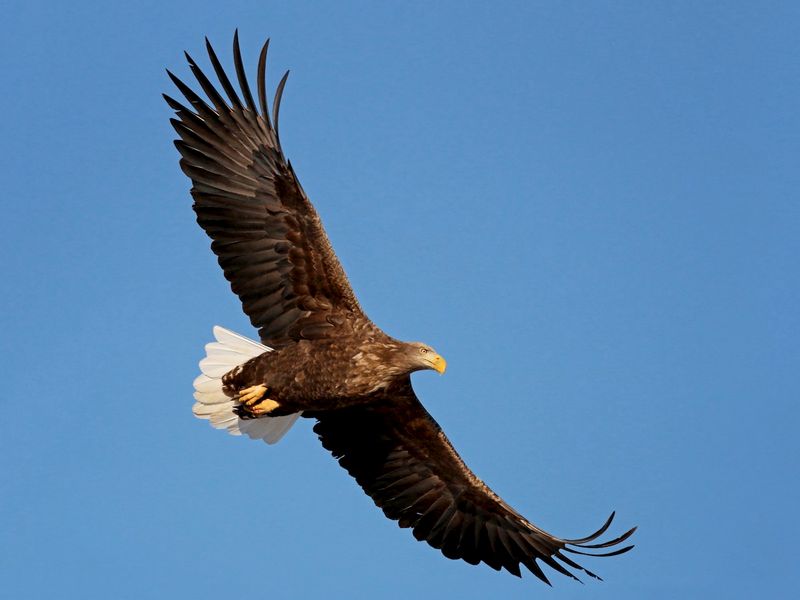 White-tailed Eagle