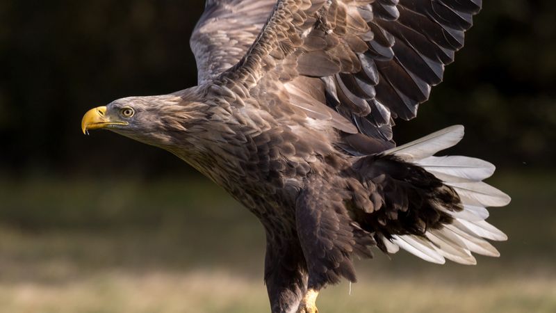 White-tailed Eagle