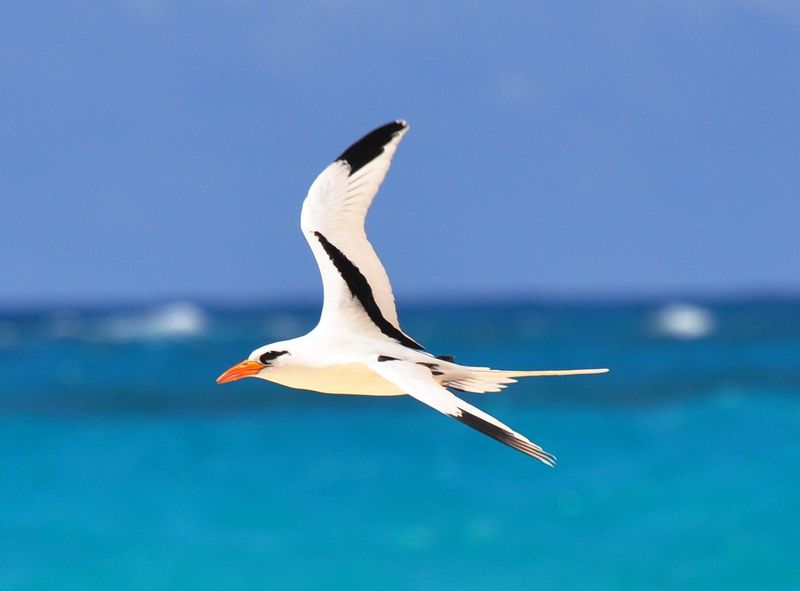 White-tailed Tropicbird