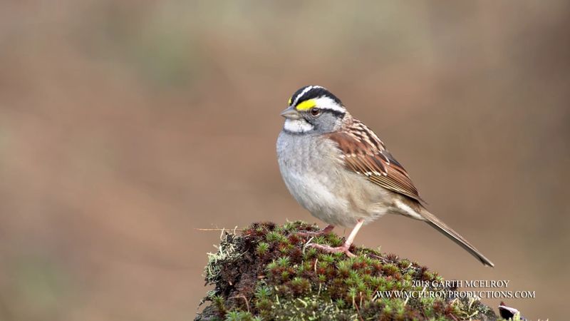 White-throated Sparrow