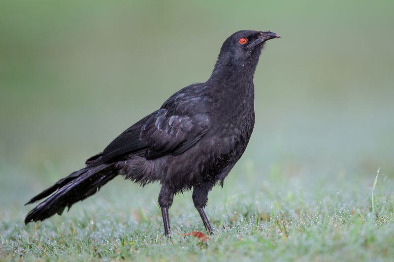 White-winged Chough