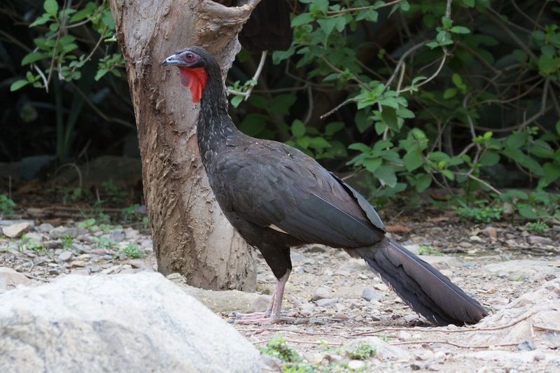 White-winged Guan