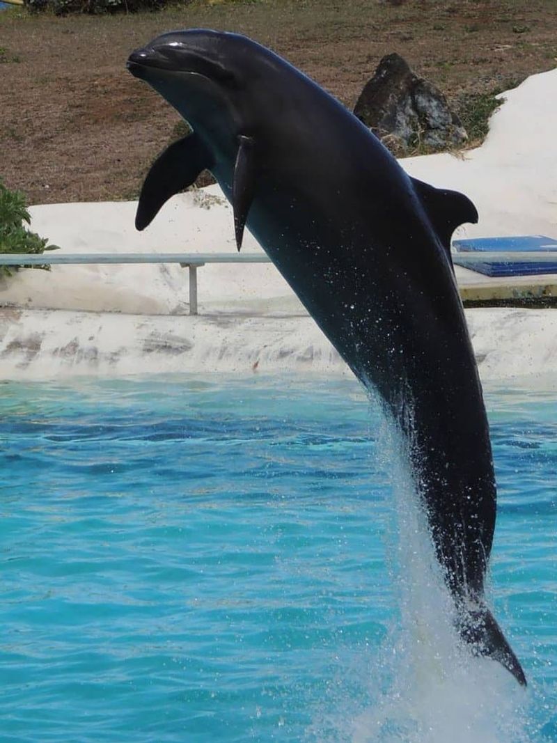 Wholphin