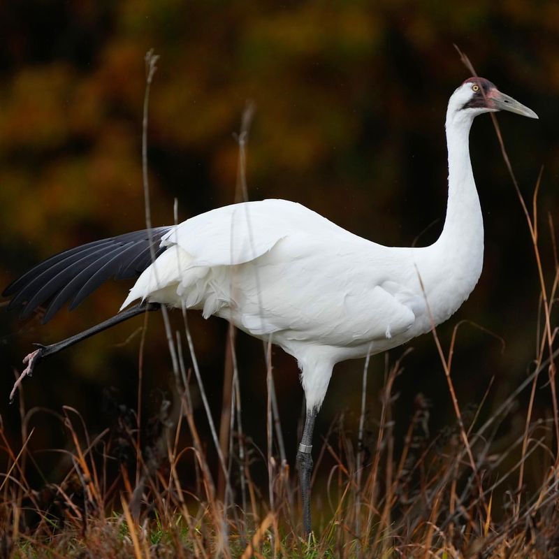 Whooping Crane