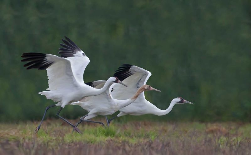 Whooping Crane