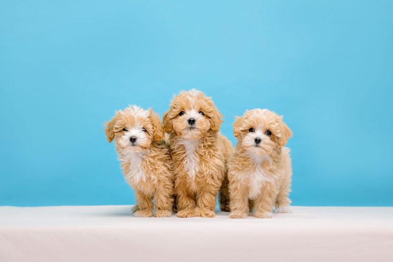 Why Choose a Maltipoo?