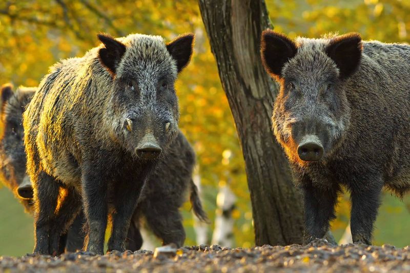 Wild Boar