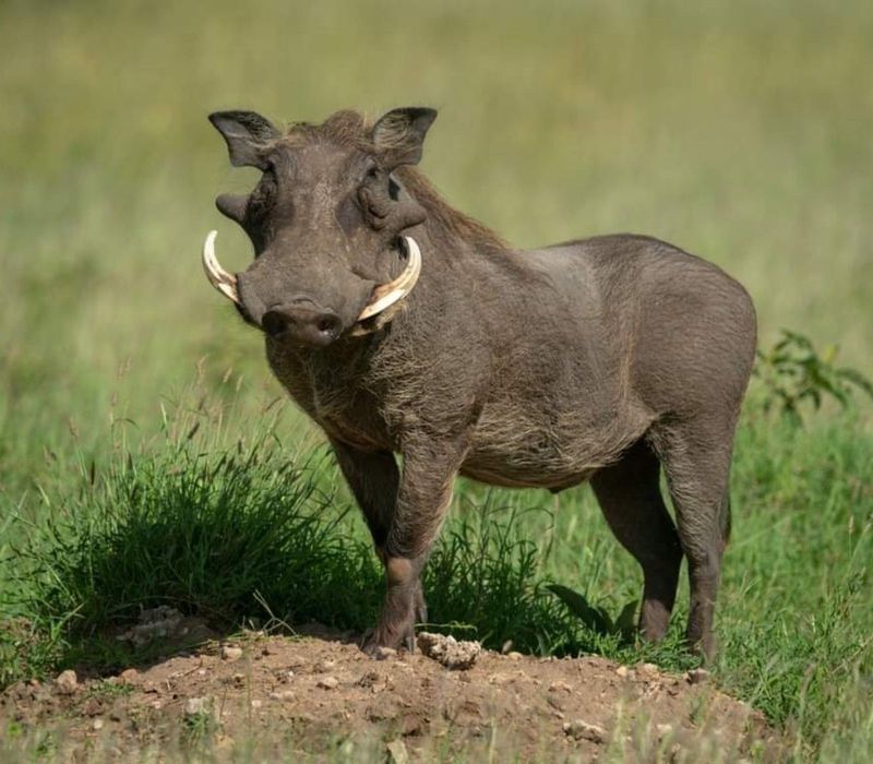 Wild Boar