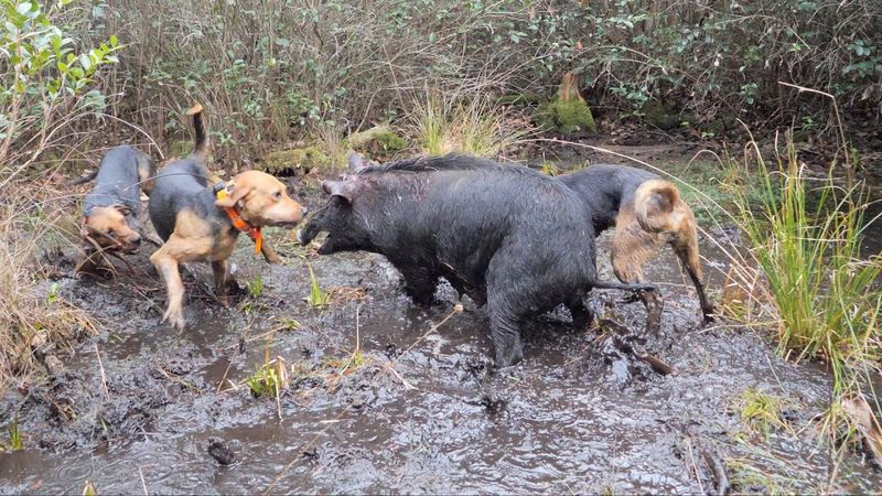 Wild Boars