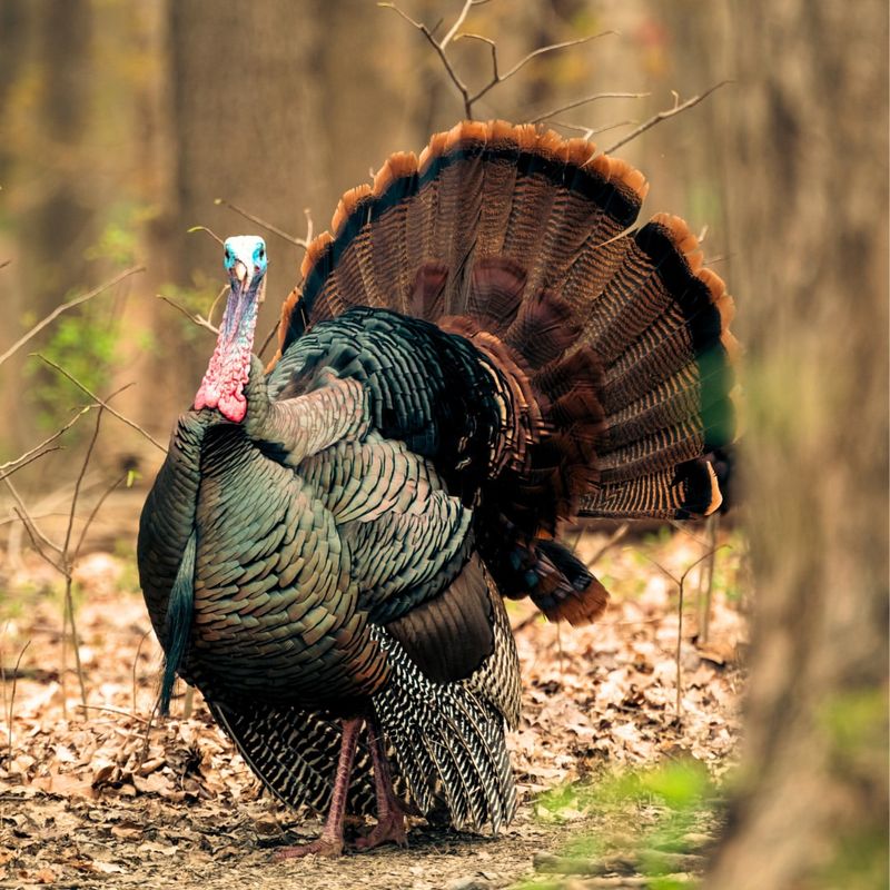 Wild Turkey