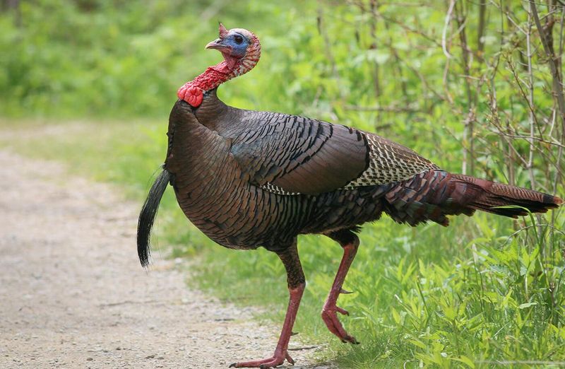 Wild Turkey