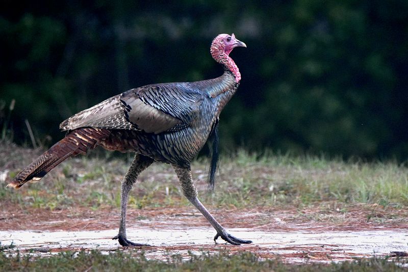 Wild Turkey