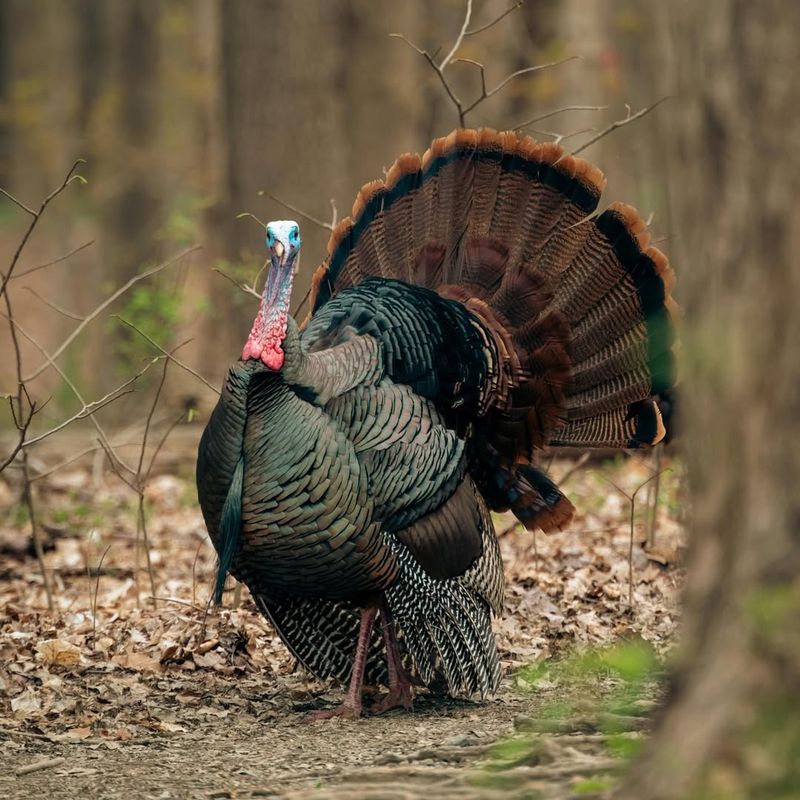 Wild Turkey