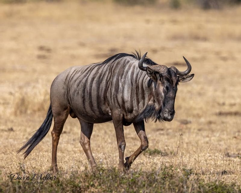 Wildebeest