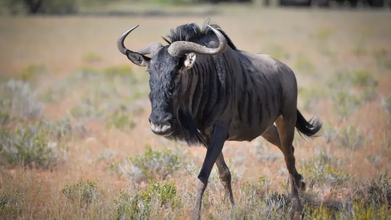 Wildebeest