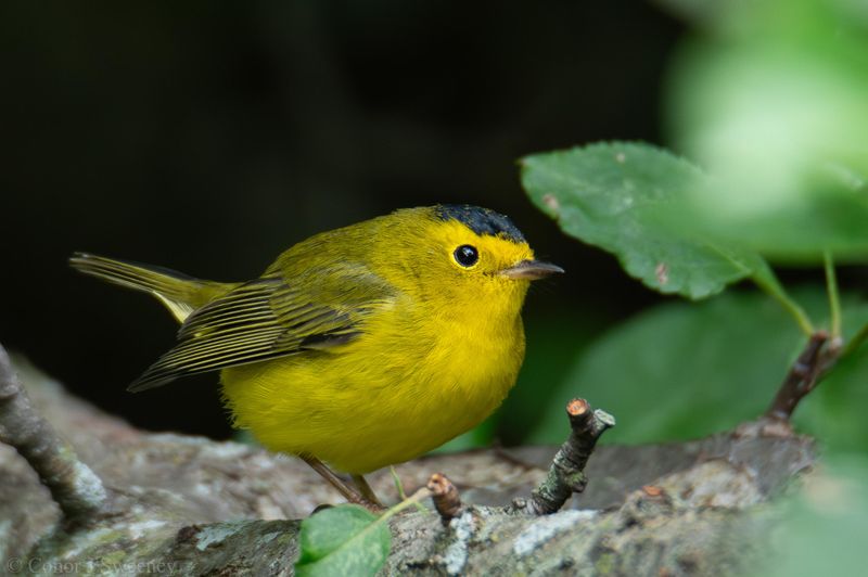 Wilson's Warbler