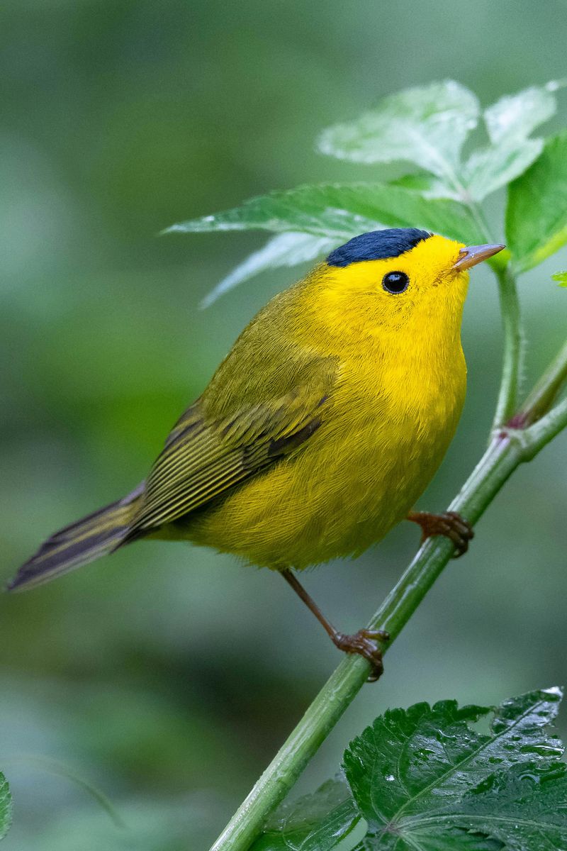 Wilson's Warbler