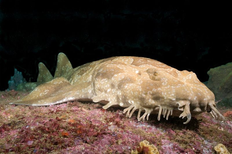 Wobbegong Shark