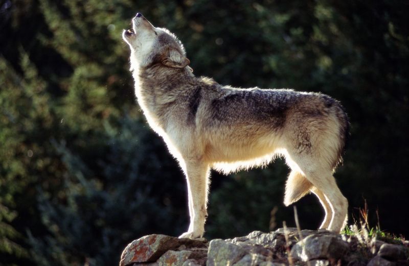 Wolf