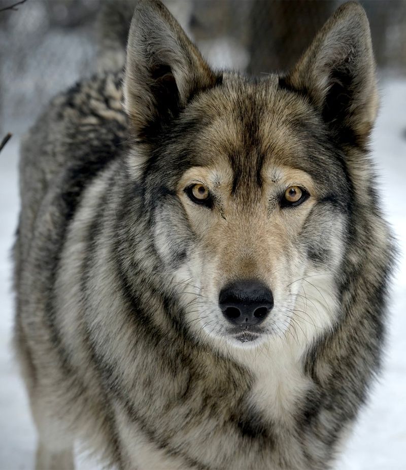 Wolf Hybrid