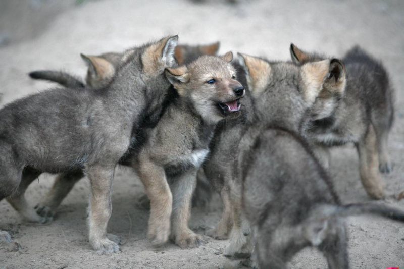 Wolf Pups