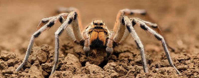 Wolf Spider